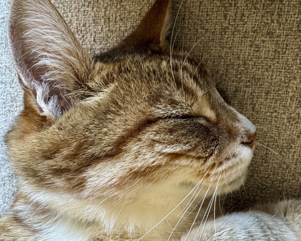Schlafende Katze