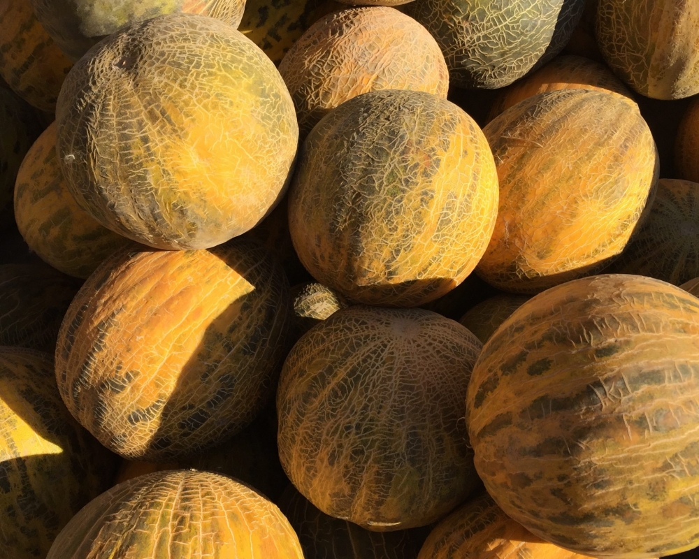 Melonen in Usbekistan Mehrere Melonen sonnenbeschienen
