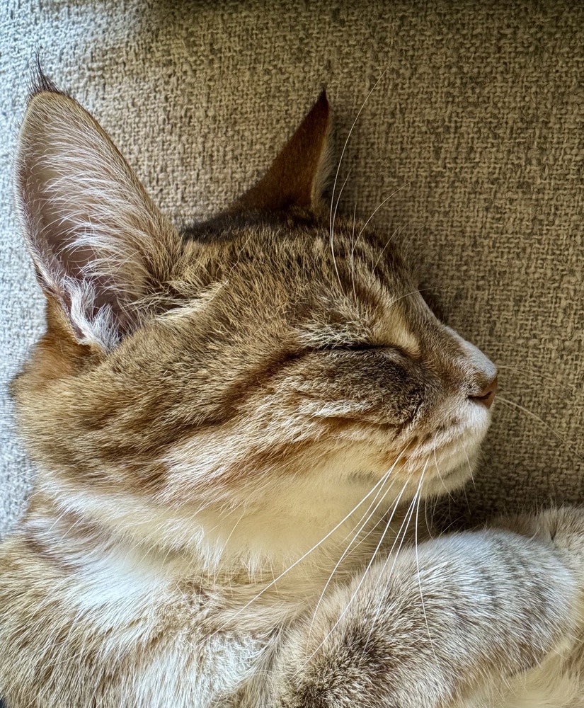 Schlafende Katze Schlafende Katze